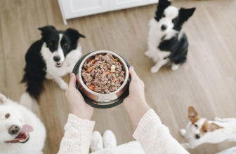 DogfyDiet, ahora también se puede pedir comida online para nuestro perro